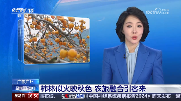【央视网】广东广州从化罗洞工匠小镇 柿林似火映秋色 农旅融合引客来